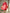 Floral Printed Red A-Line Midi Dress